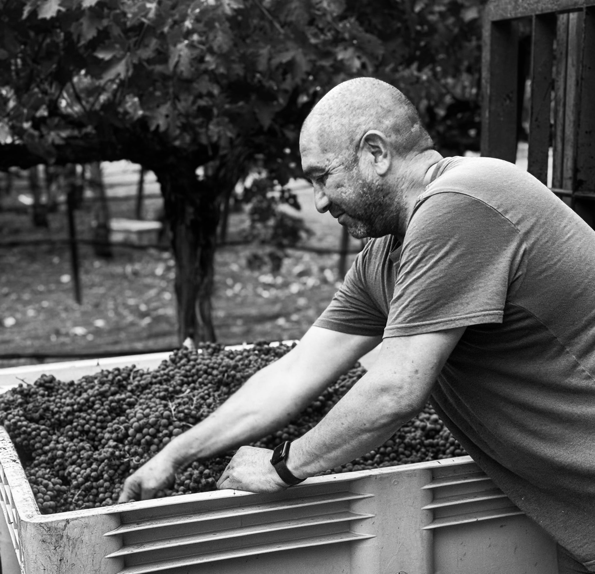 Man sorting grapes in a bin outdoors